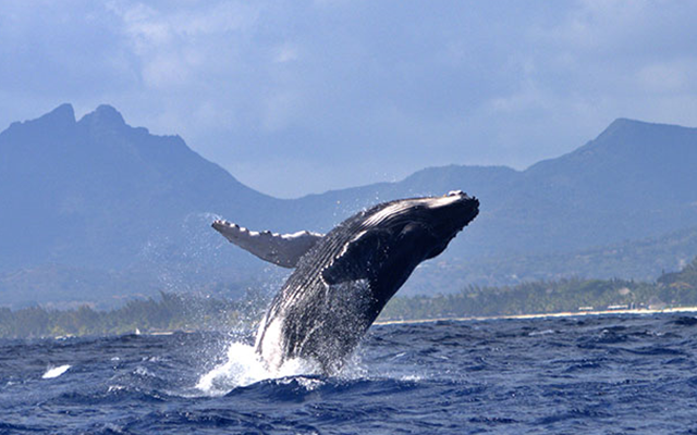 Walbeobachtung & besondere Meeresaktivitäten