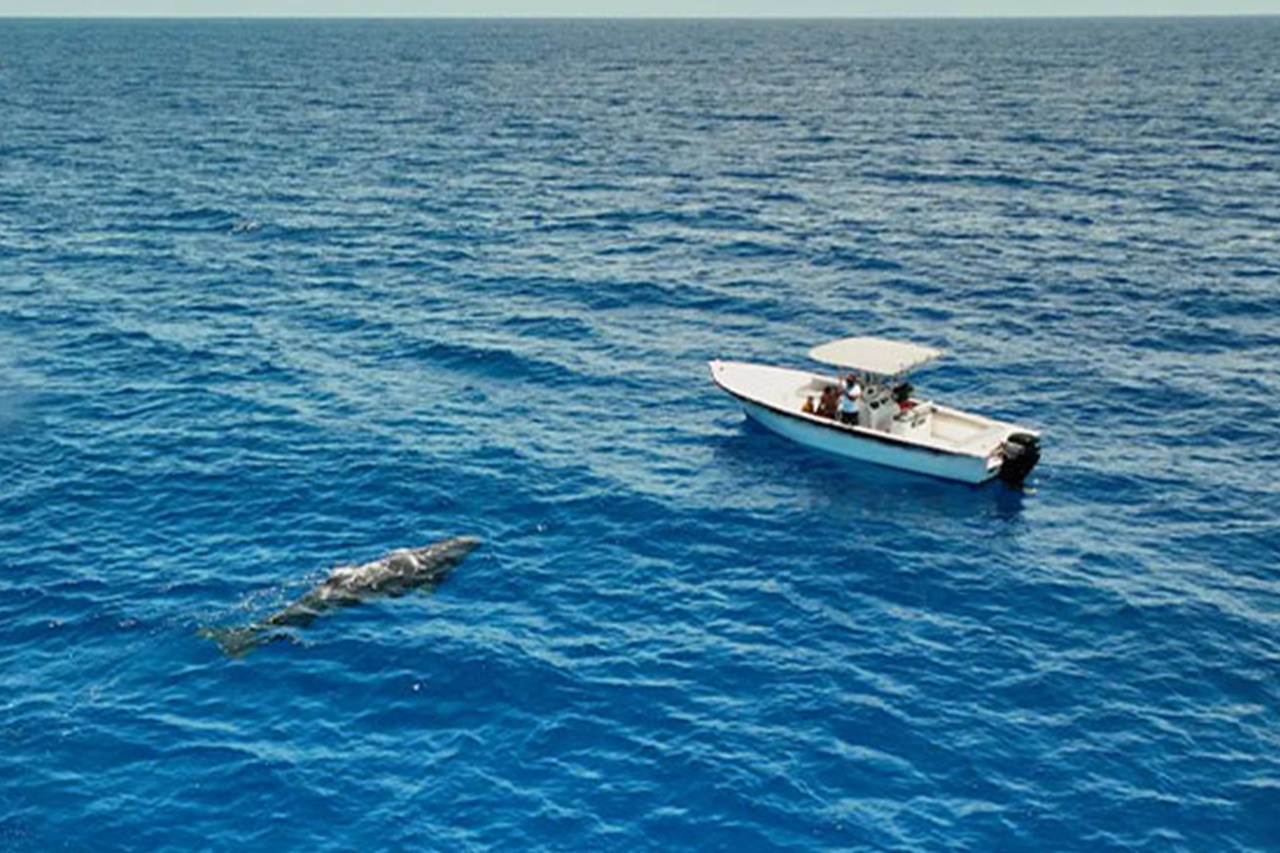 Walbeobachtung Mauritius 3