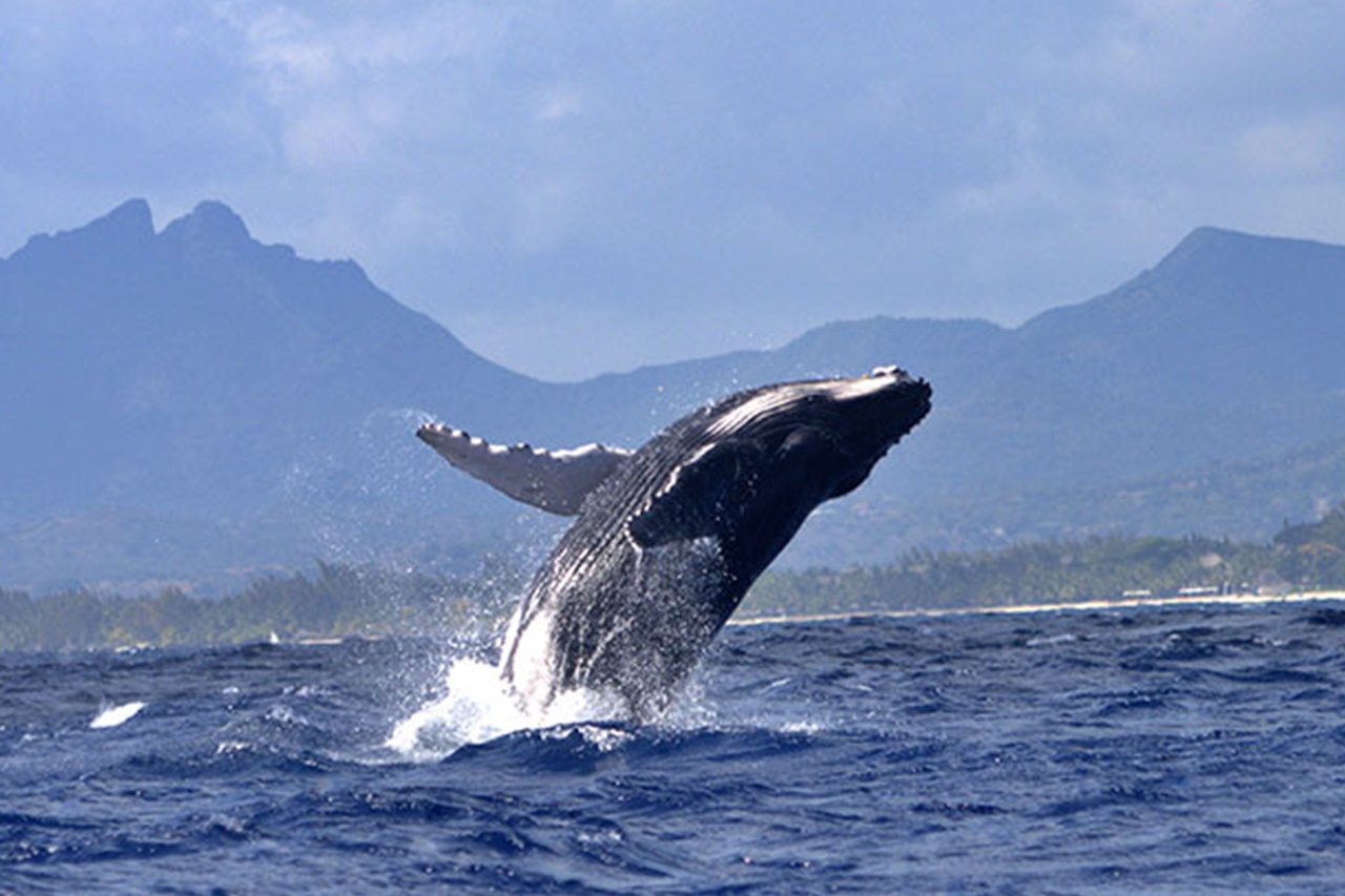 Walbeobachtung Mauritius 4