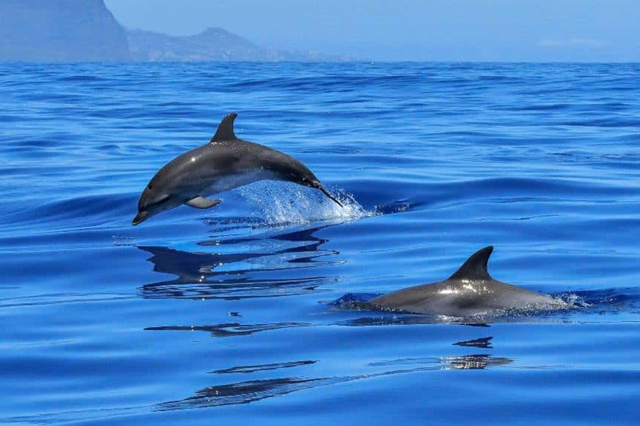 Delfin- & Meeresaktivitäten 3